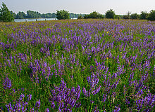 Blick auf eine Wiese mit blühendem Wiesensalbei auf der Bislicher Insel