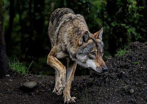 Grunkäppchen und der (Wer-)Wolf