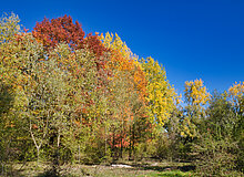 Bunter Herbstwald auf der Bislicher Insel