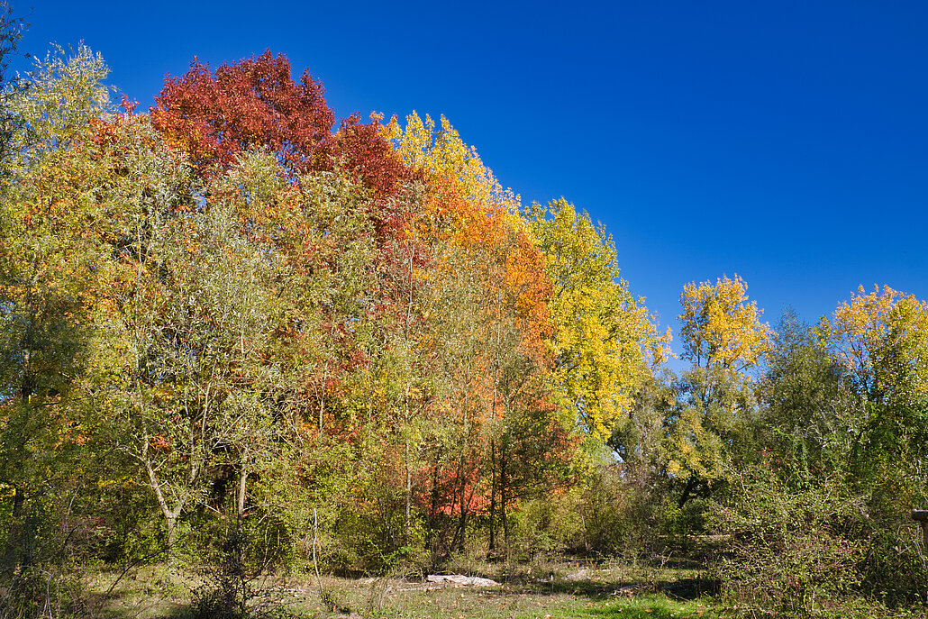 Bunter Herbstwald auf der Bislicher Insel