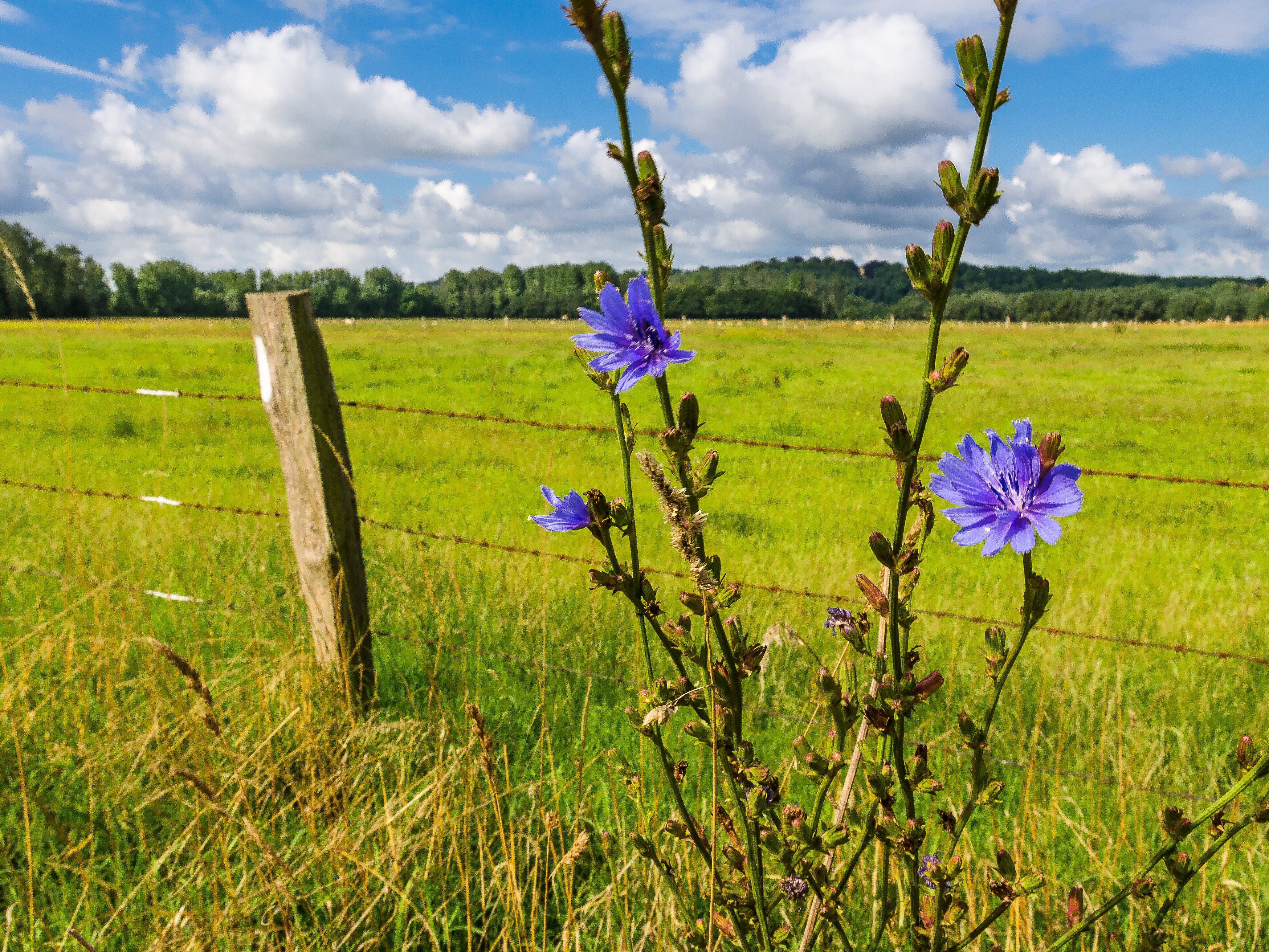 Bild einer Kornblume am Rand einer Grünlandfläche