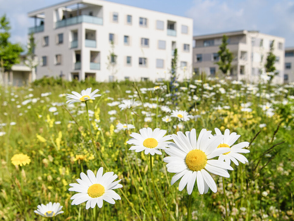 Blumen vor einem Wohngebäude