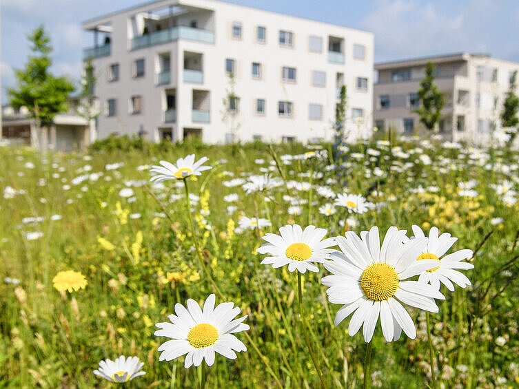 Blumen vor einem Wohngebäude
