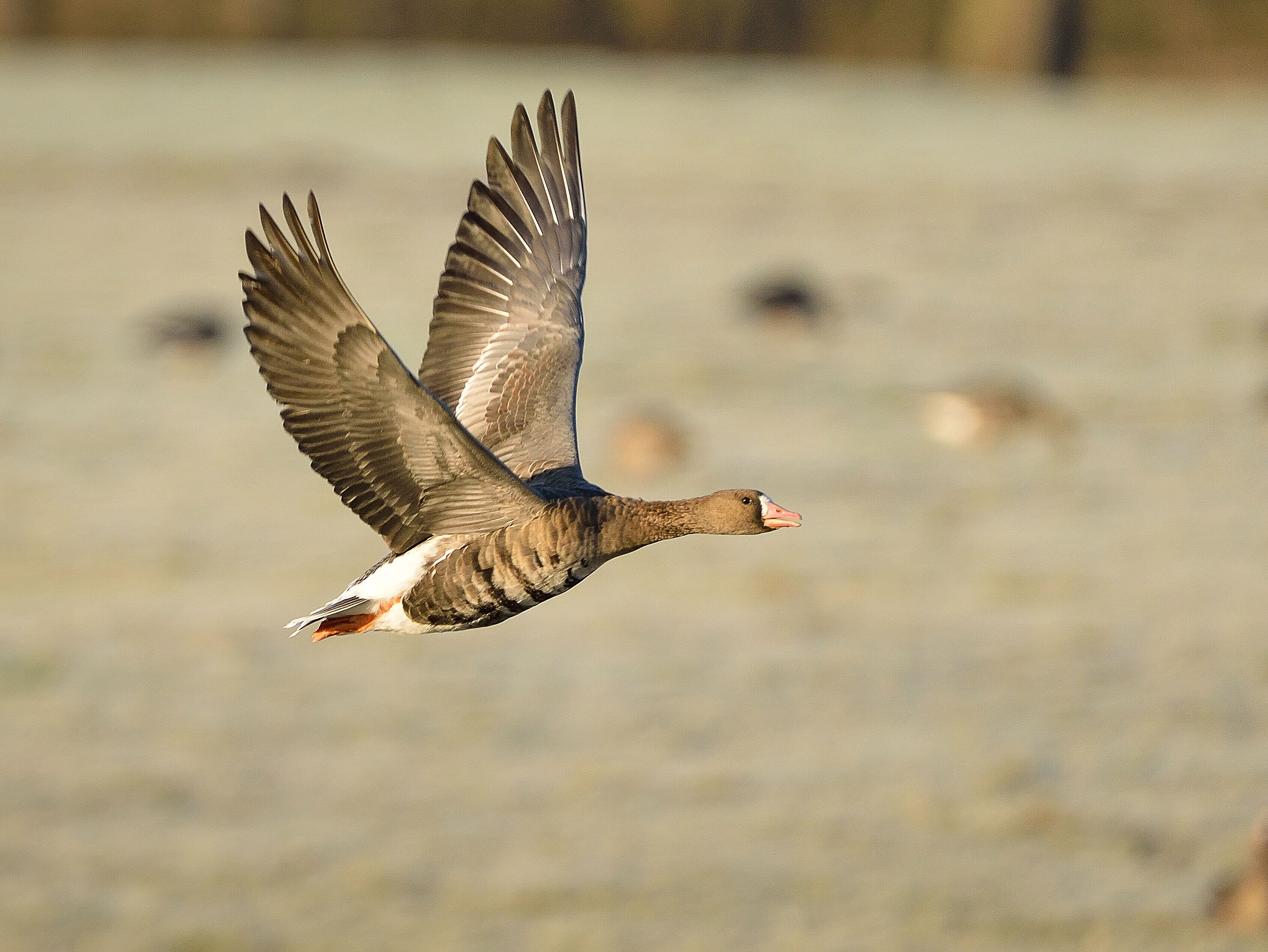 Gans im Anflug