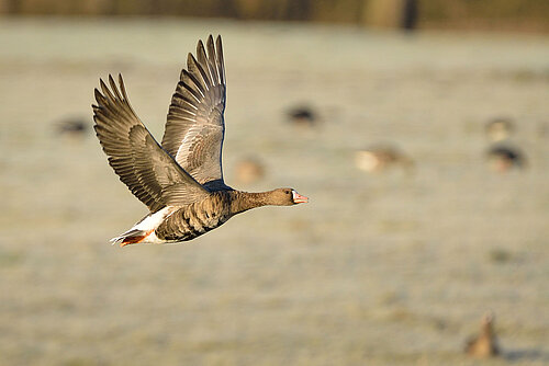 Gänsesafari in den Auen der Bislicher Insel