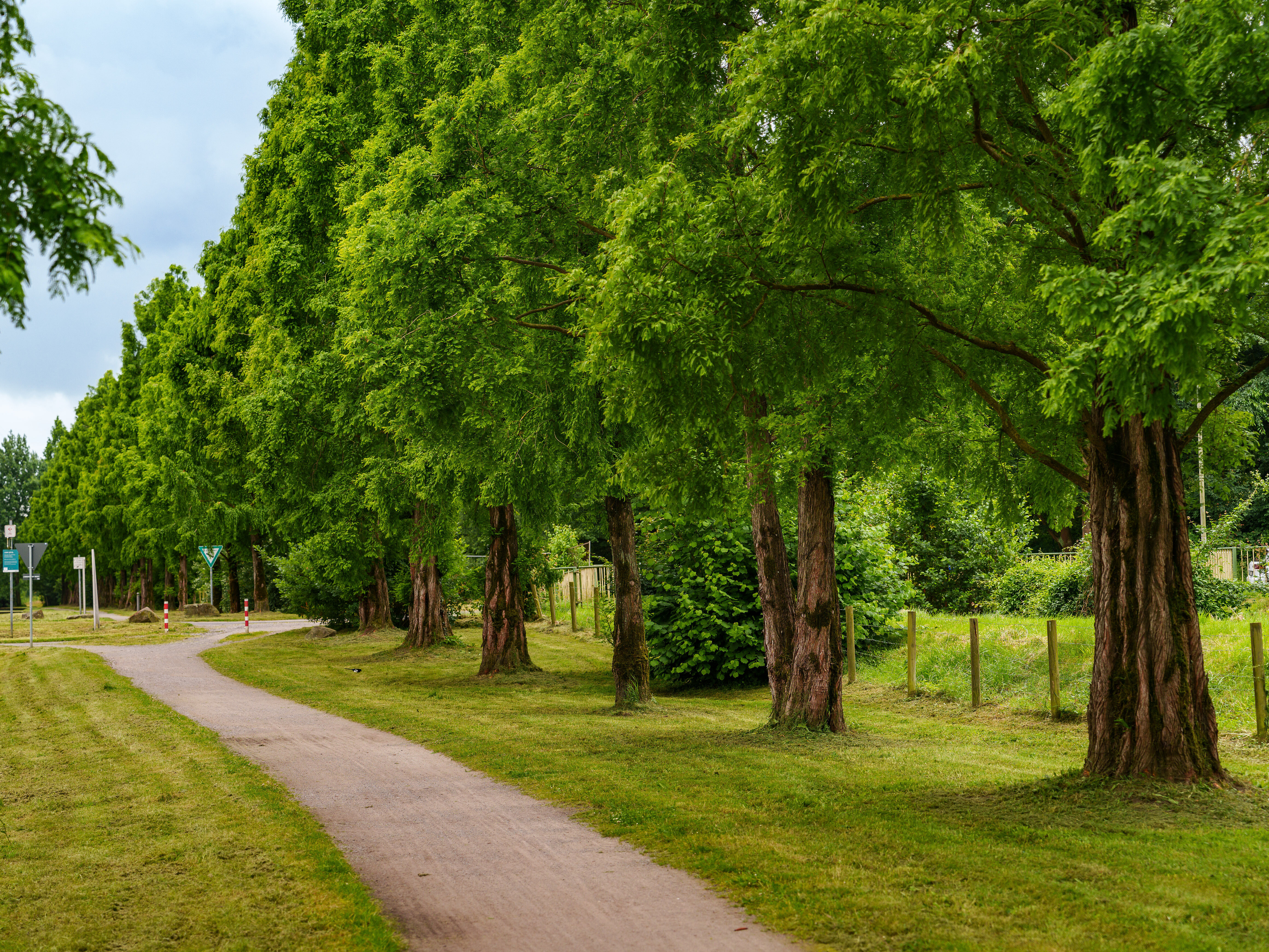 Ein Weg neben einer Reihe von Bäumen