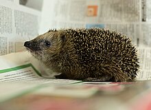 Igel schaut in die Kamera