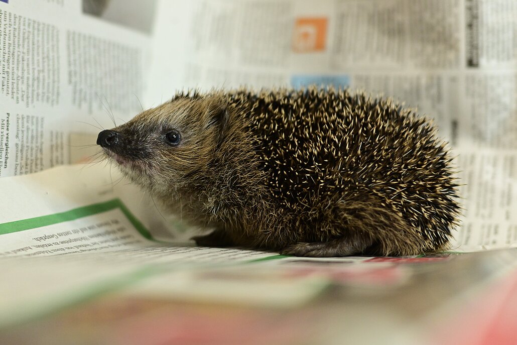 Igel schaut in die Kamera