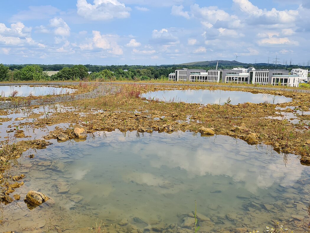 Blick auf die Halde Graf Bismarck in Froschperspektive