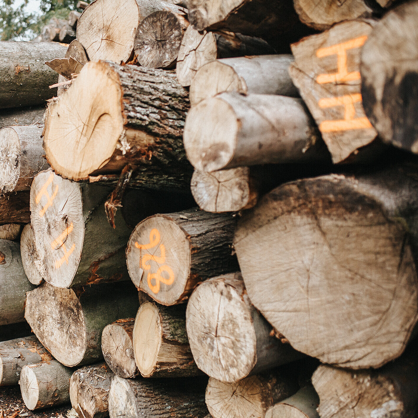 Holzstapel im Wald