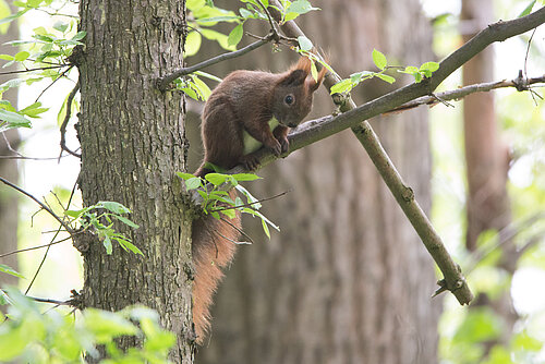 Spürnasen im Wald