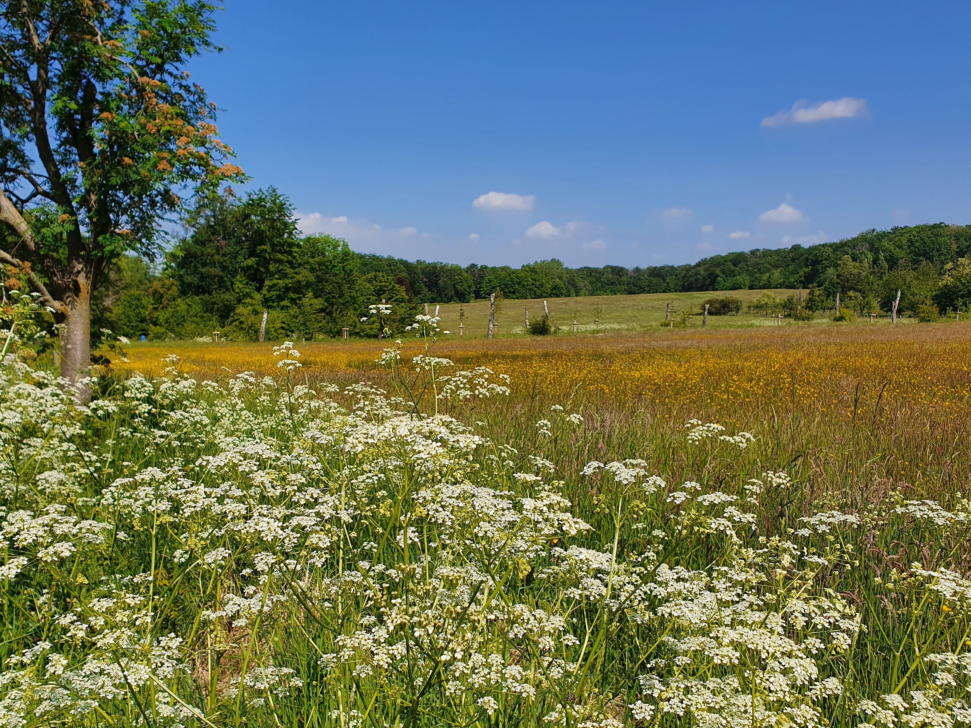 Artenreiche und blühende Mähwiese im Auberg in Mülheim