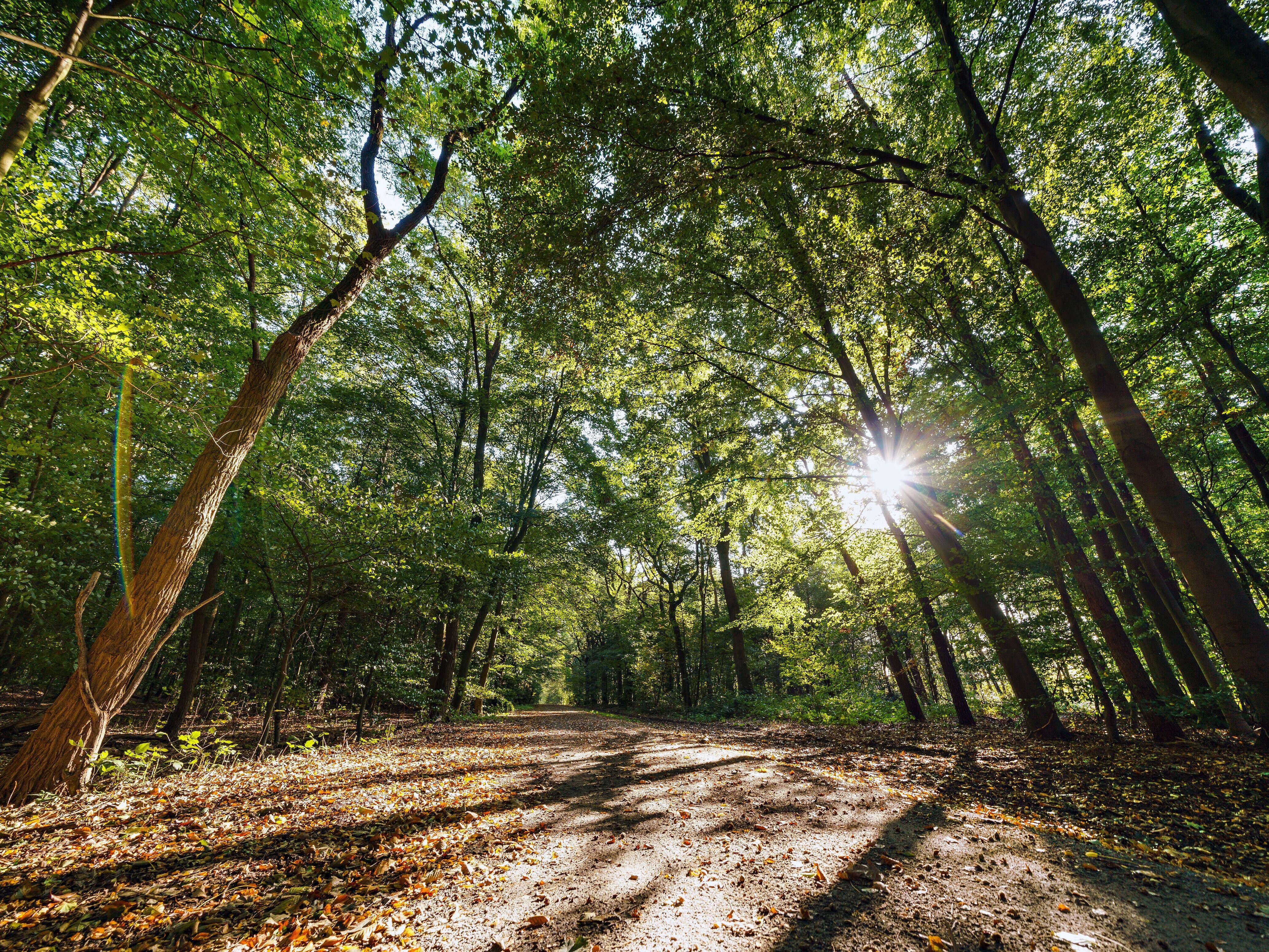 Die neue Waldpromenade in der Haard zwischen Marl und Oer-Erkenschwick.
