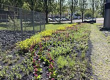Pflanzenband an der Akademie Mont-Cenis