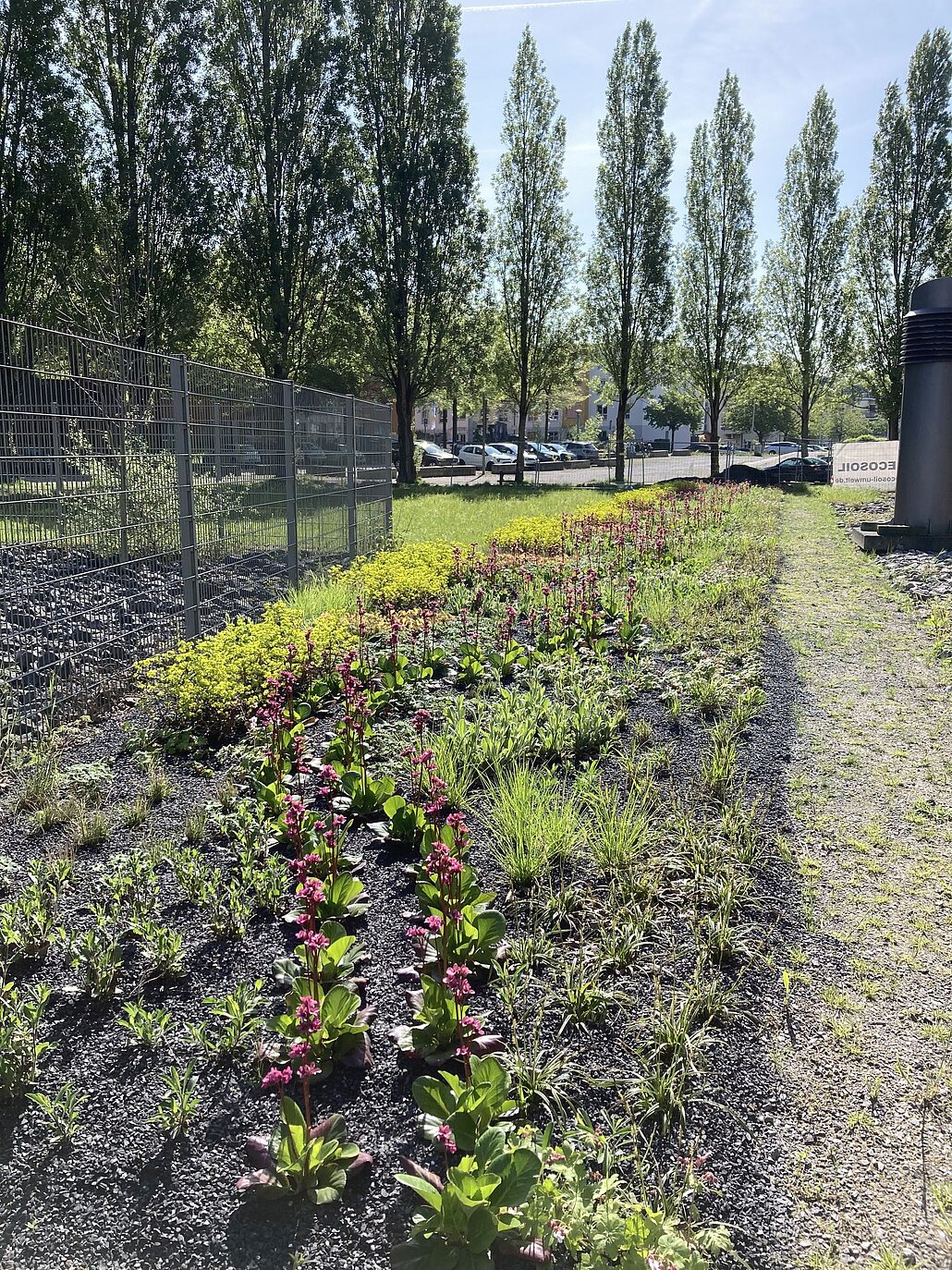 Pflanzenband an der Akademie Mont-Cenis