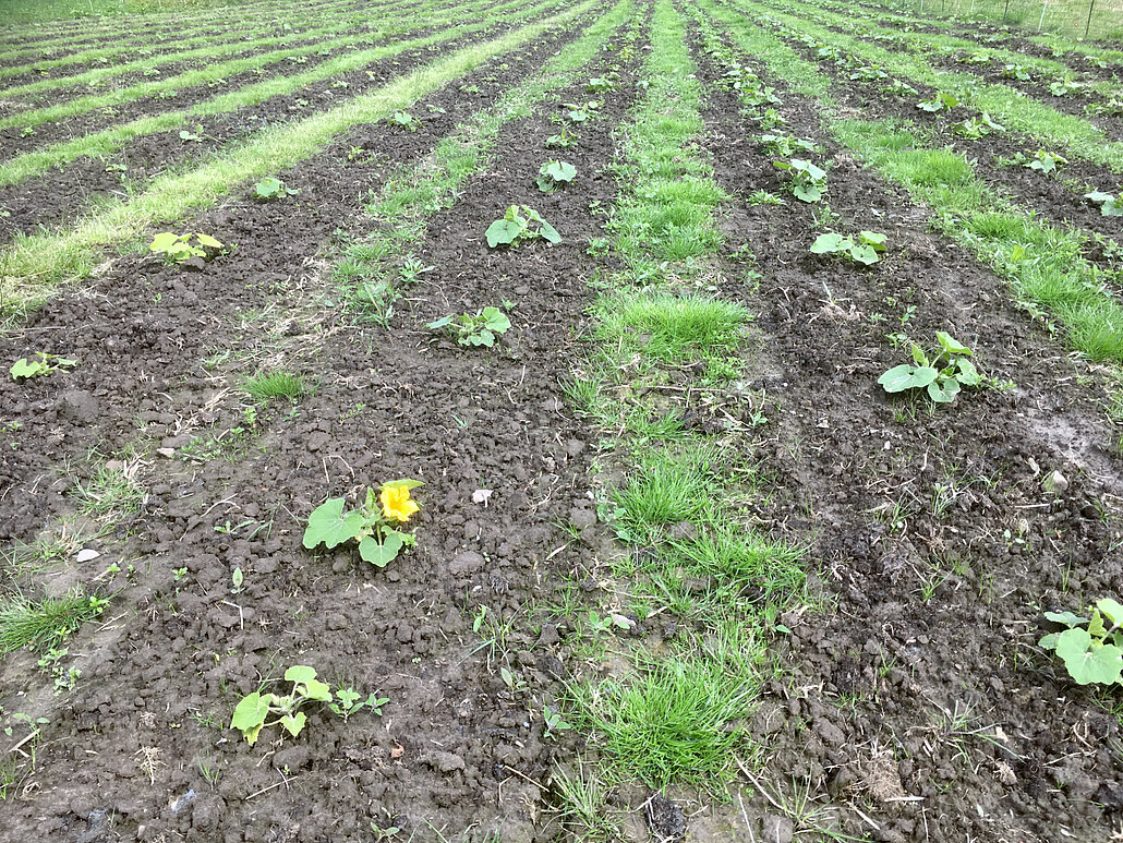 Karges Beet mit Gras Streifen und dazwischen neu eingesetzten Pflanzensetzlingen