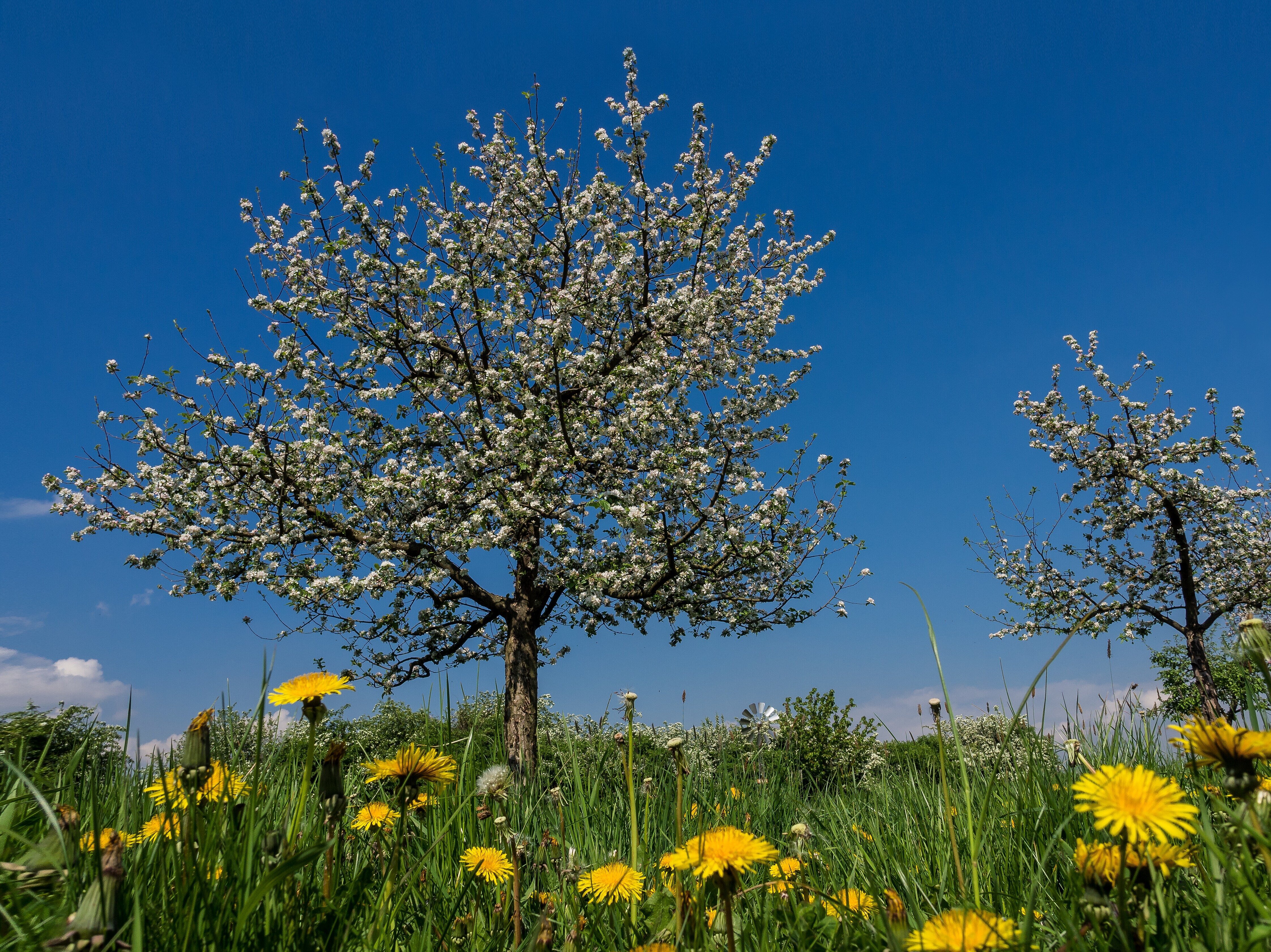 Blühender Obstbaum aus der Froschperspektive