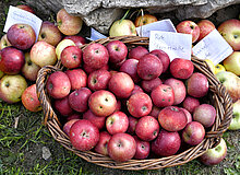 Bislicher Insel Obstwiesenfest, 2018 Verschiedene Sorten Äpfel