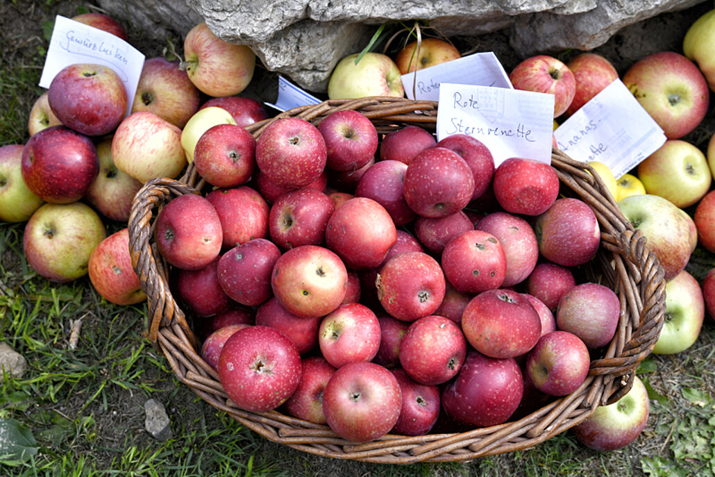 Bislicher Insel Obstwiesenfest, 2018 Verschiedene Sorten Äpfel