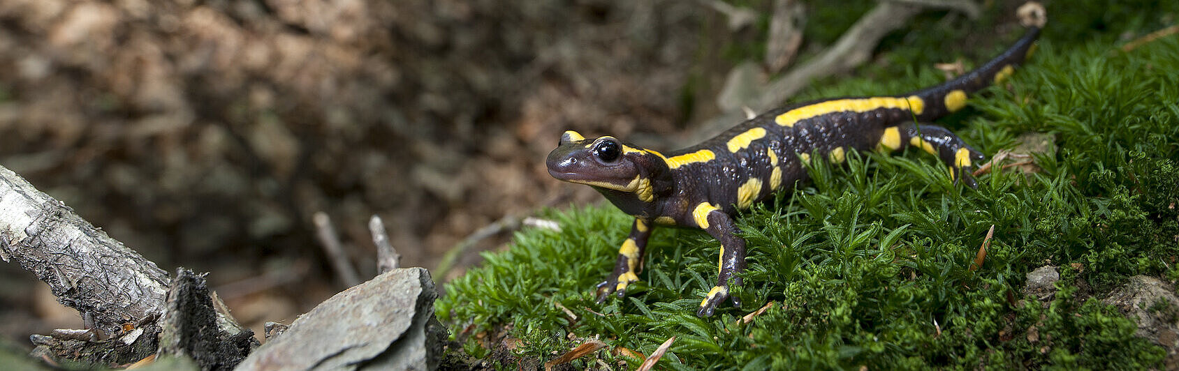Feuersalamander im Waldmoos