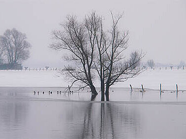 Die Bislicher Insel im Winter.
