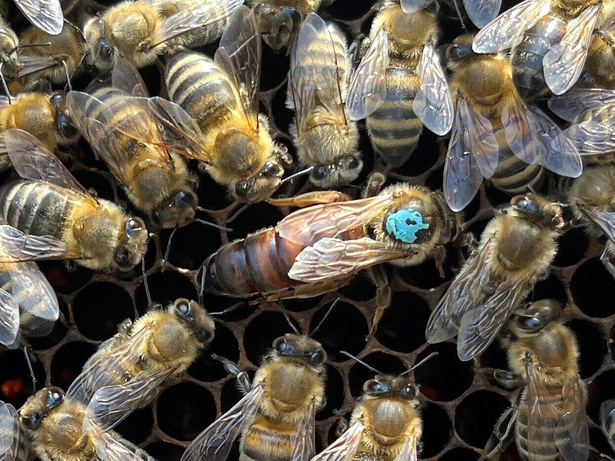 Ein Bienenvolk mit der Bienenkönigin.