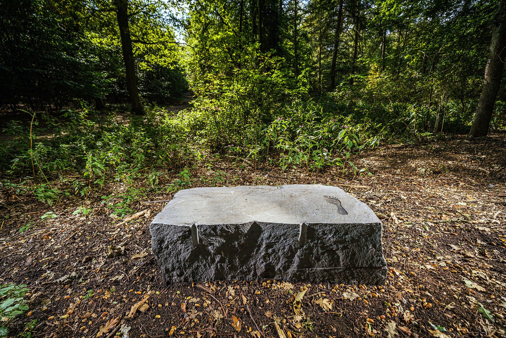 Die neue Waldpromenade in der Haard zwischen Marl und Oer-Erkenschwick.