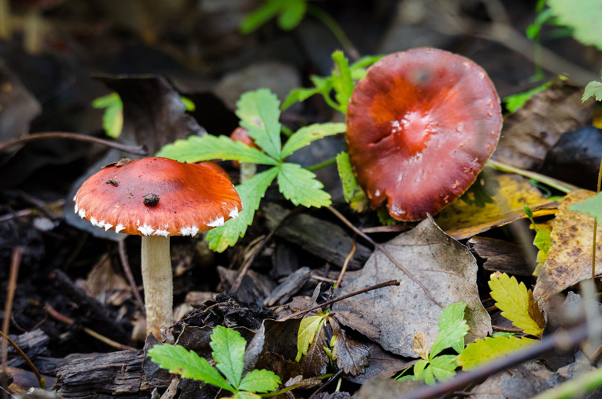 Rote Pilze am Boden