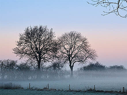 Morgennebel im Naturschutzgebiet Bislicher Insel.