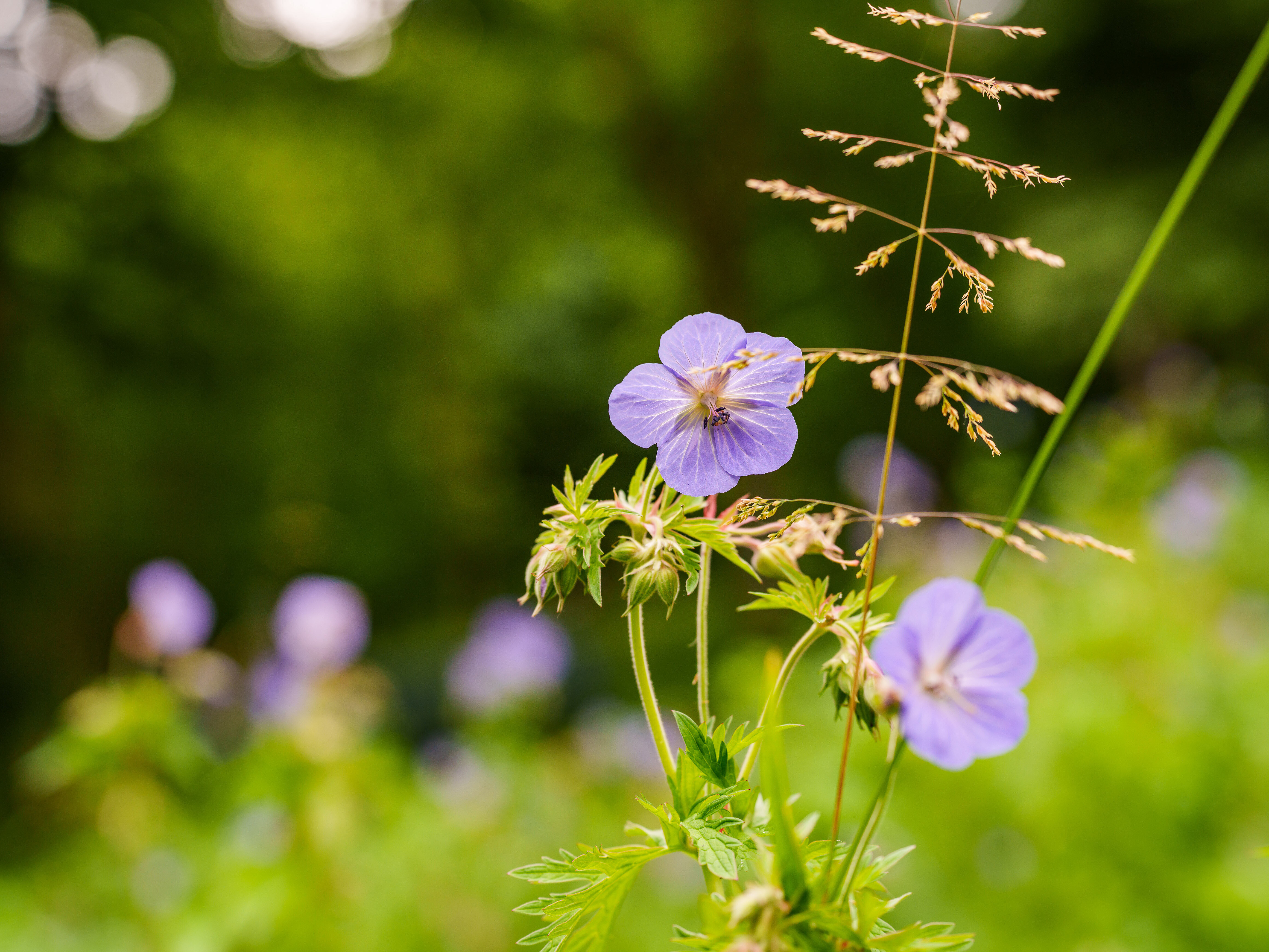 Blüten auf einer Wiese