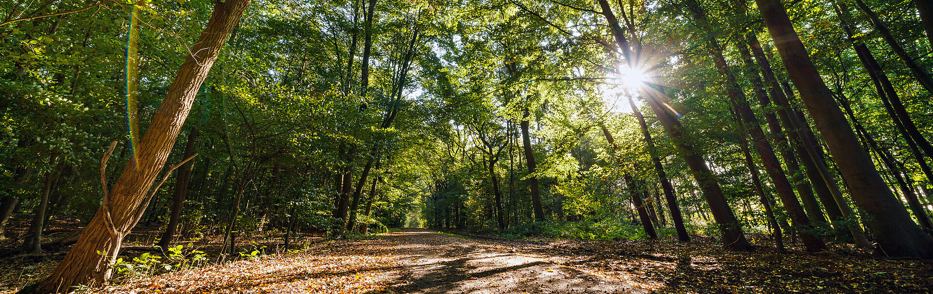 Haardgrenzweg Marl Oer-Erkenschwick WALDPROMENADE