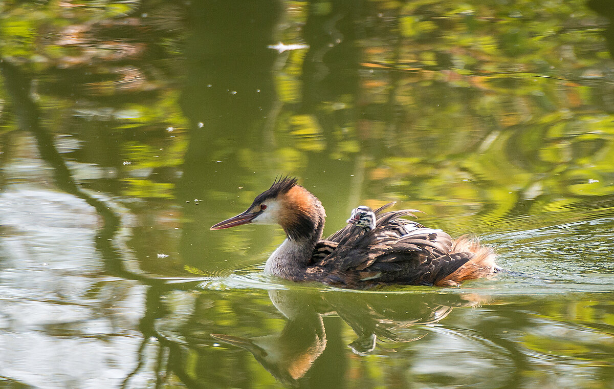 Haubentaucher schwimmt mit Jungtieren auf dem Rücken.