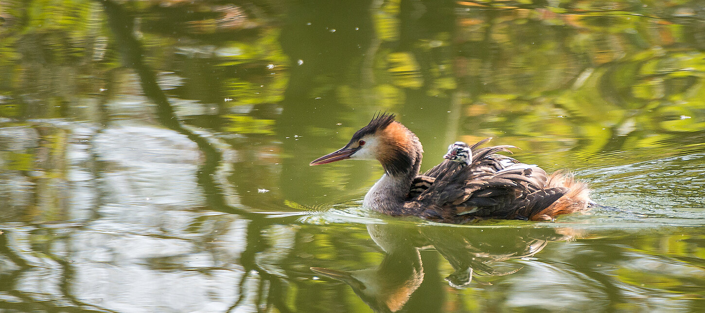 Haubentaucher schwimmt mit Jungtieren auf dem Rücken.