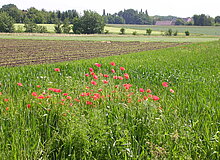 Ackerbaufläche mit Klatschmohn im Vordergrund