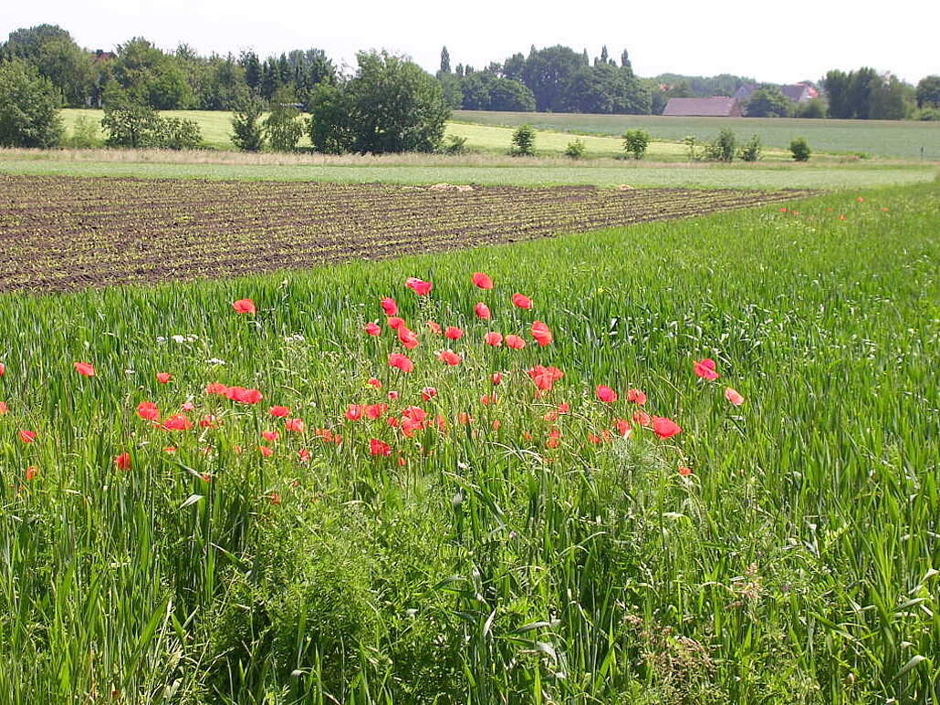 Ackerbaufläche mit Klatschmohn im Vordergrund