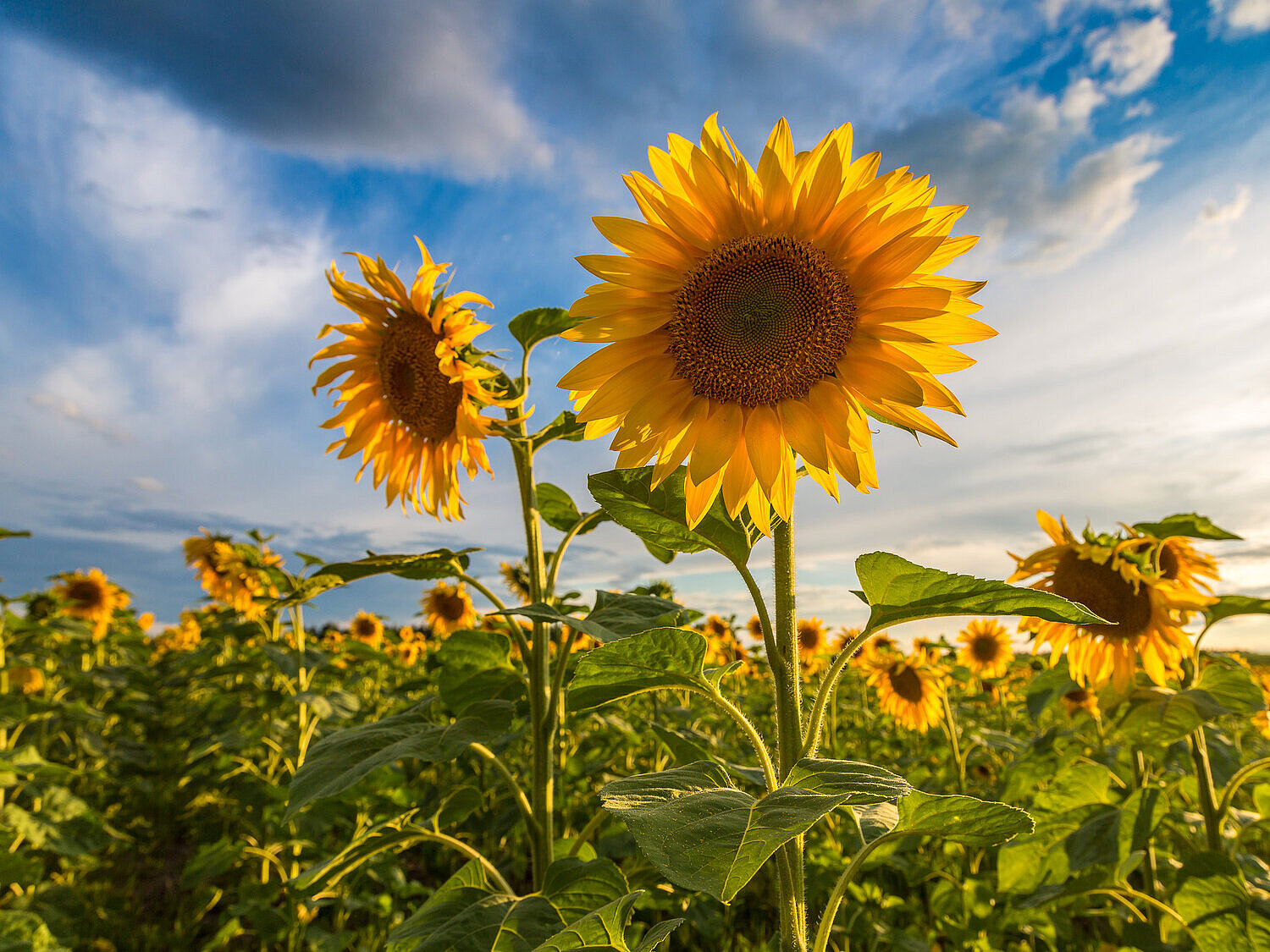 Sonnenblumen auf einem Feld