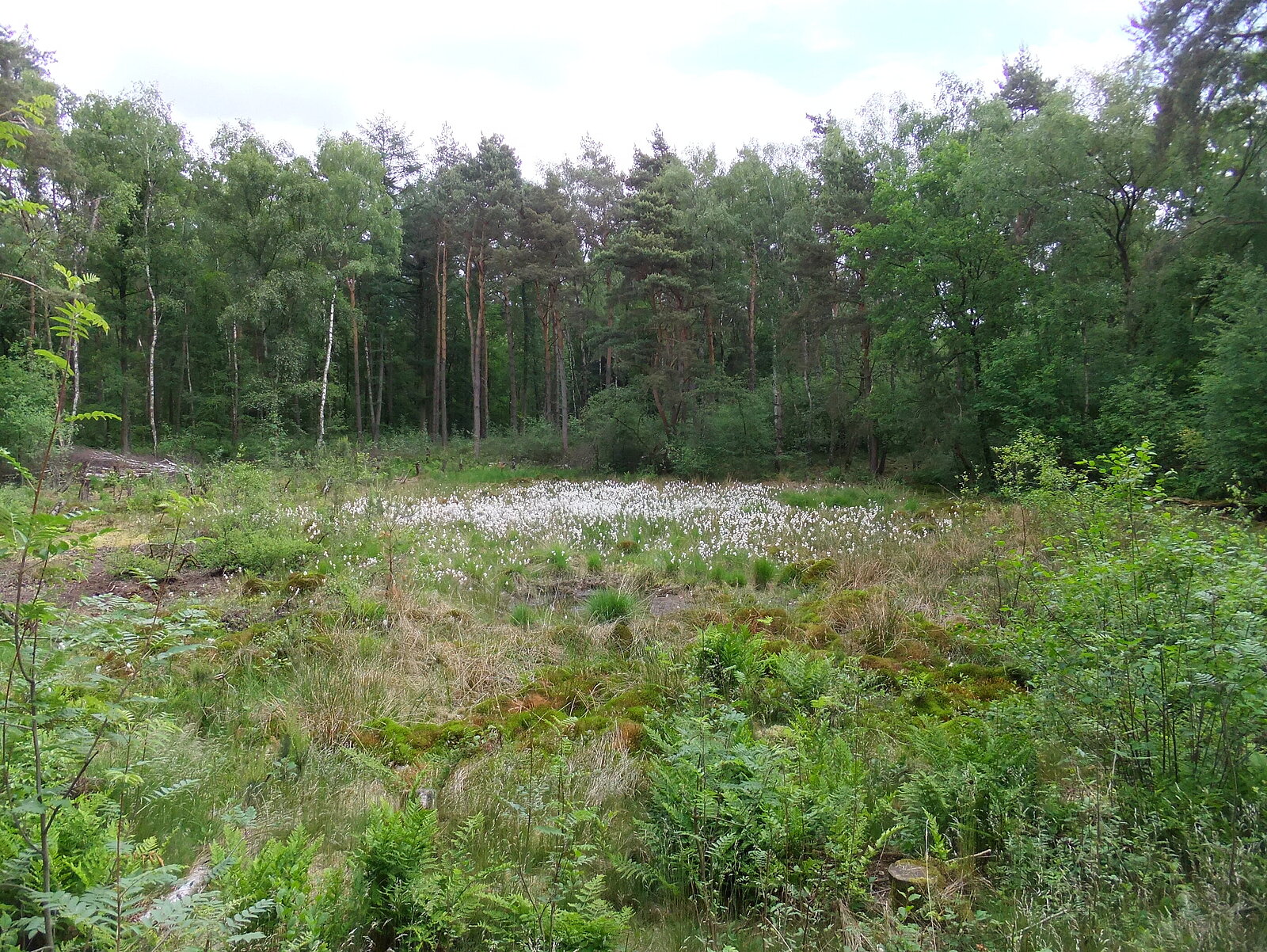 Moorlandschaft in der Kirchheller Heide