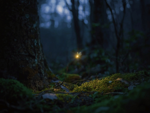 Tiere in der Nacht