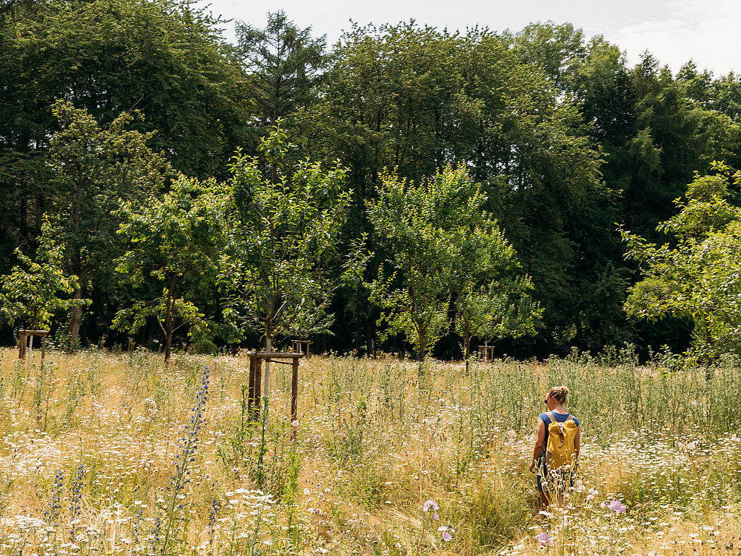 Steuobstwiese mit blühendem Unterwuchs im Revierpark Wischlingen