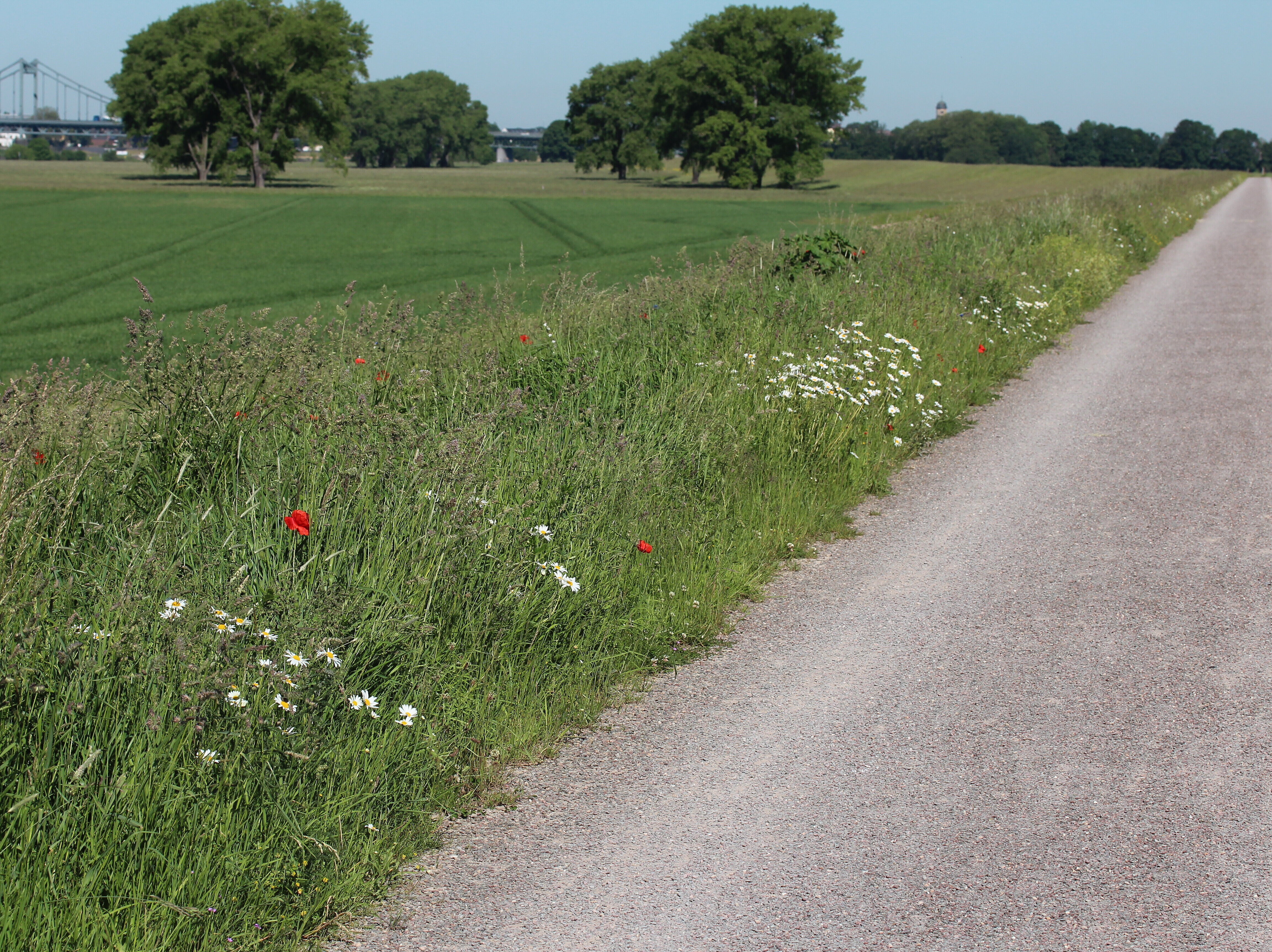 Blühender Ackersaum mit Mohn und Hundskamille