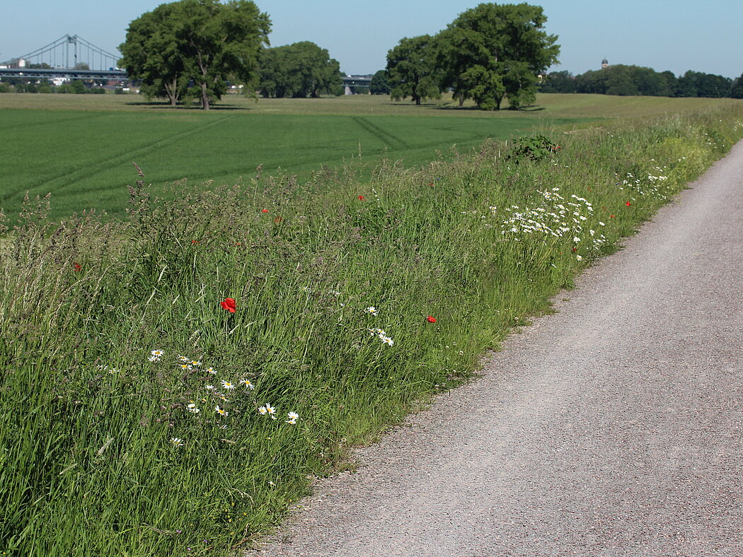 Blühender Ackersaum mit Mohn und Hundskamille