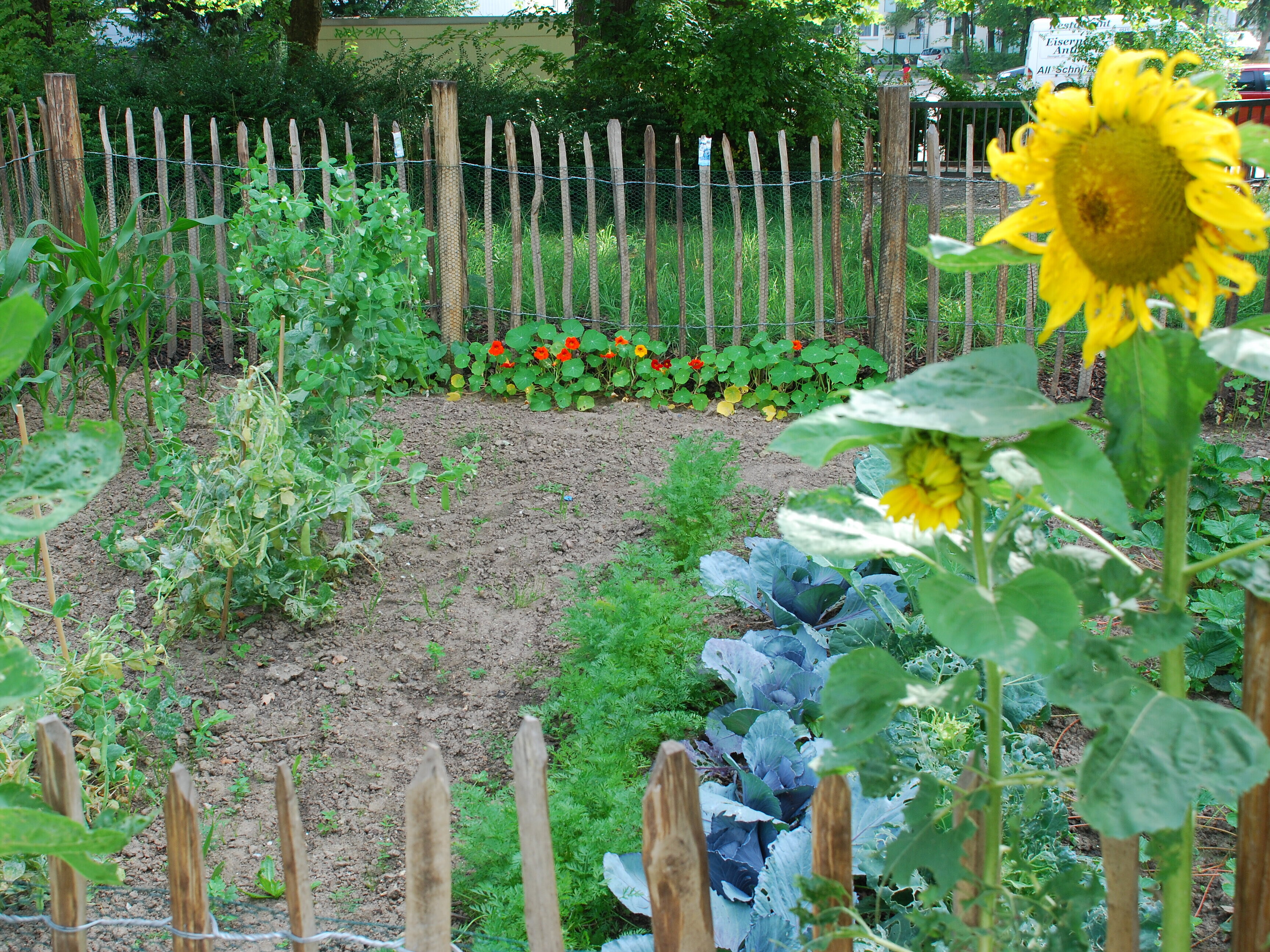 Blick auf eine eingezäunte Gartenparzelle