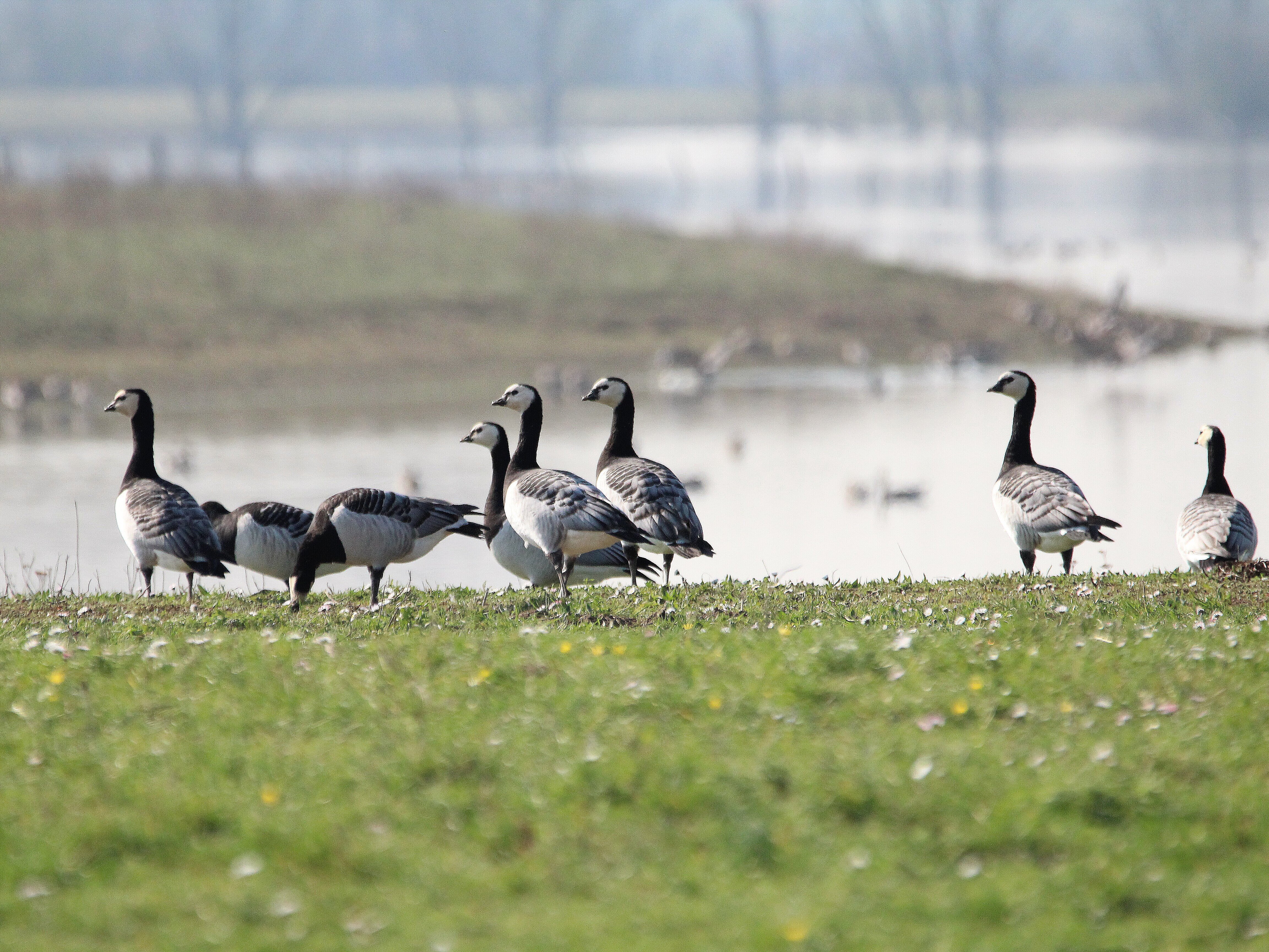 Weißwangengänse an der großen Flutmulde