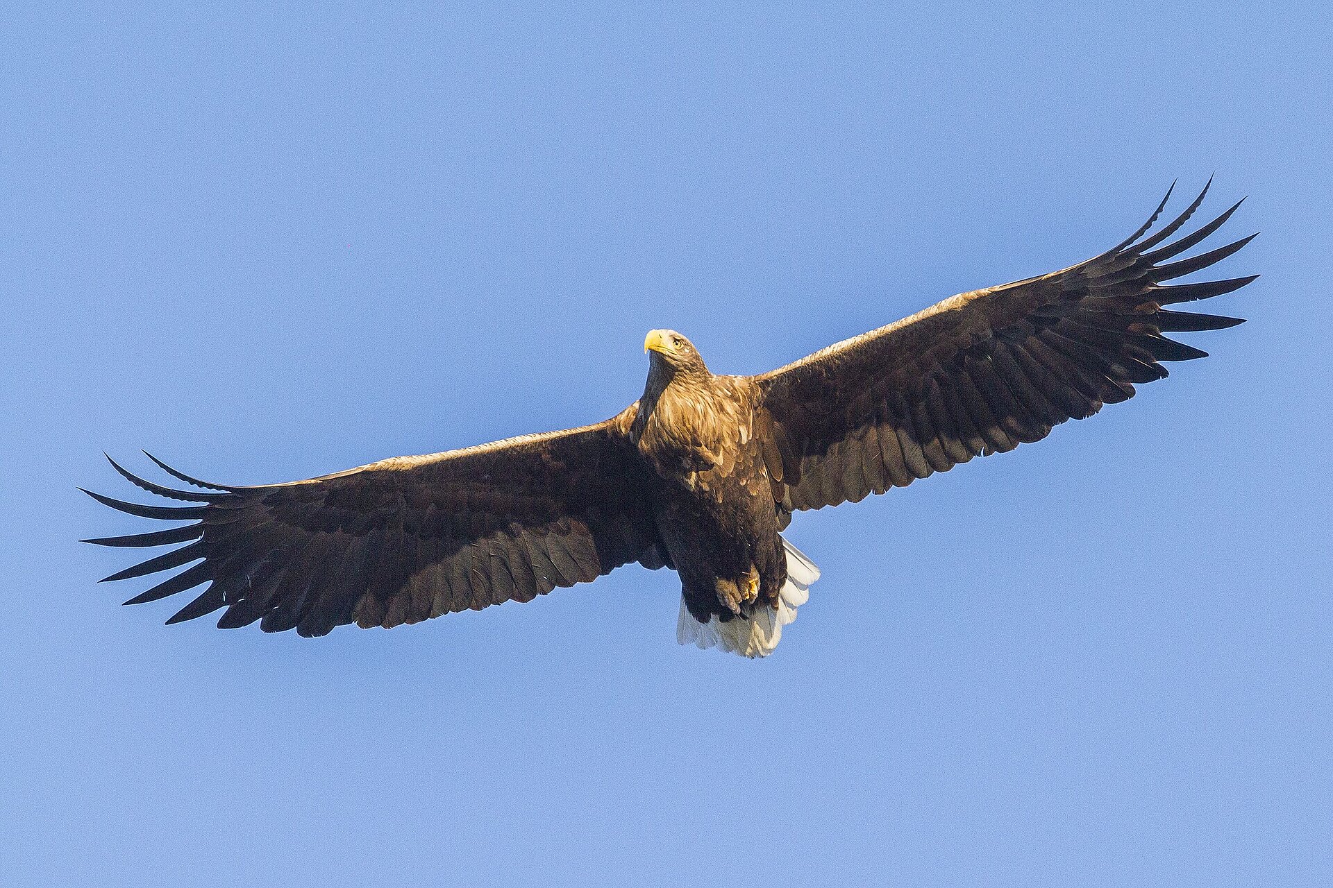 Seeadler im Flug