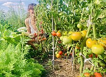 Eine Gärtnerin bei der Tomatenernte