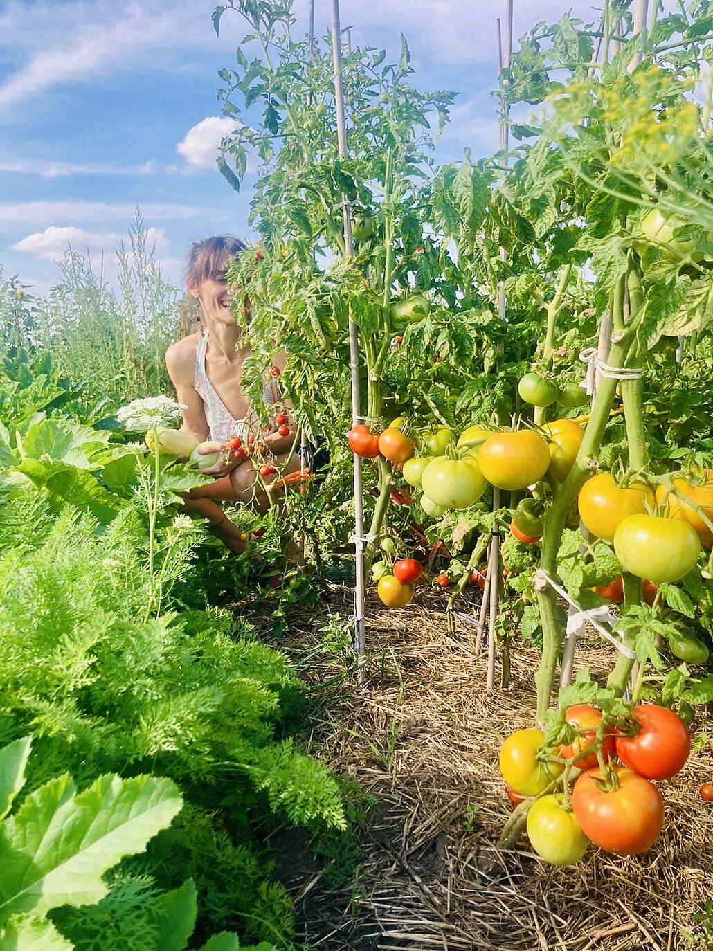 Eine Gärtnerin bei der Tomatenernte