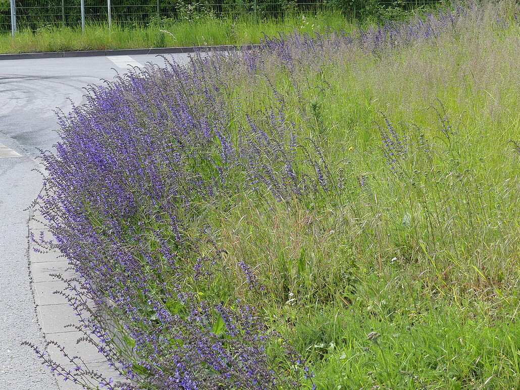 Blühender Lavendel am Straßensaum