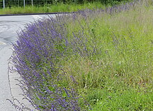 Blühender Lavendel am Straßensaum