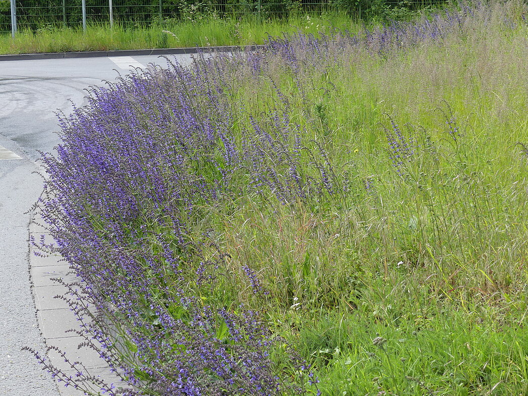Blühender Lavendel am Straßensaum