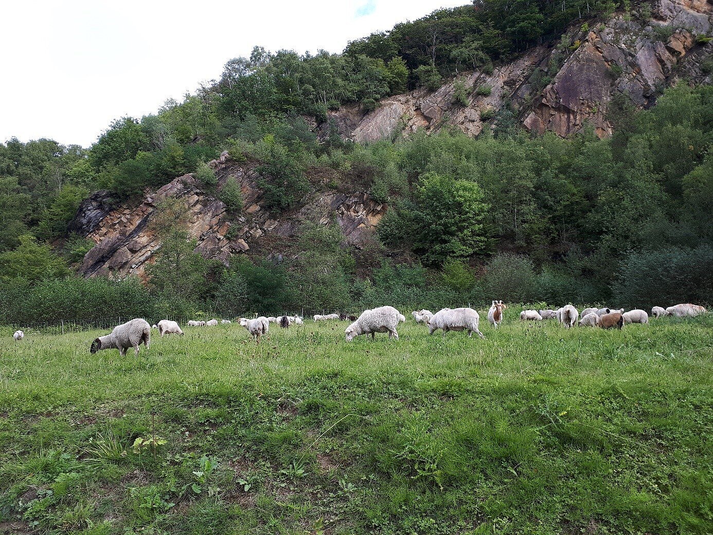Beweidung durch Schafe und Ziegen im Steinbruch Rauen
